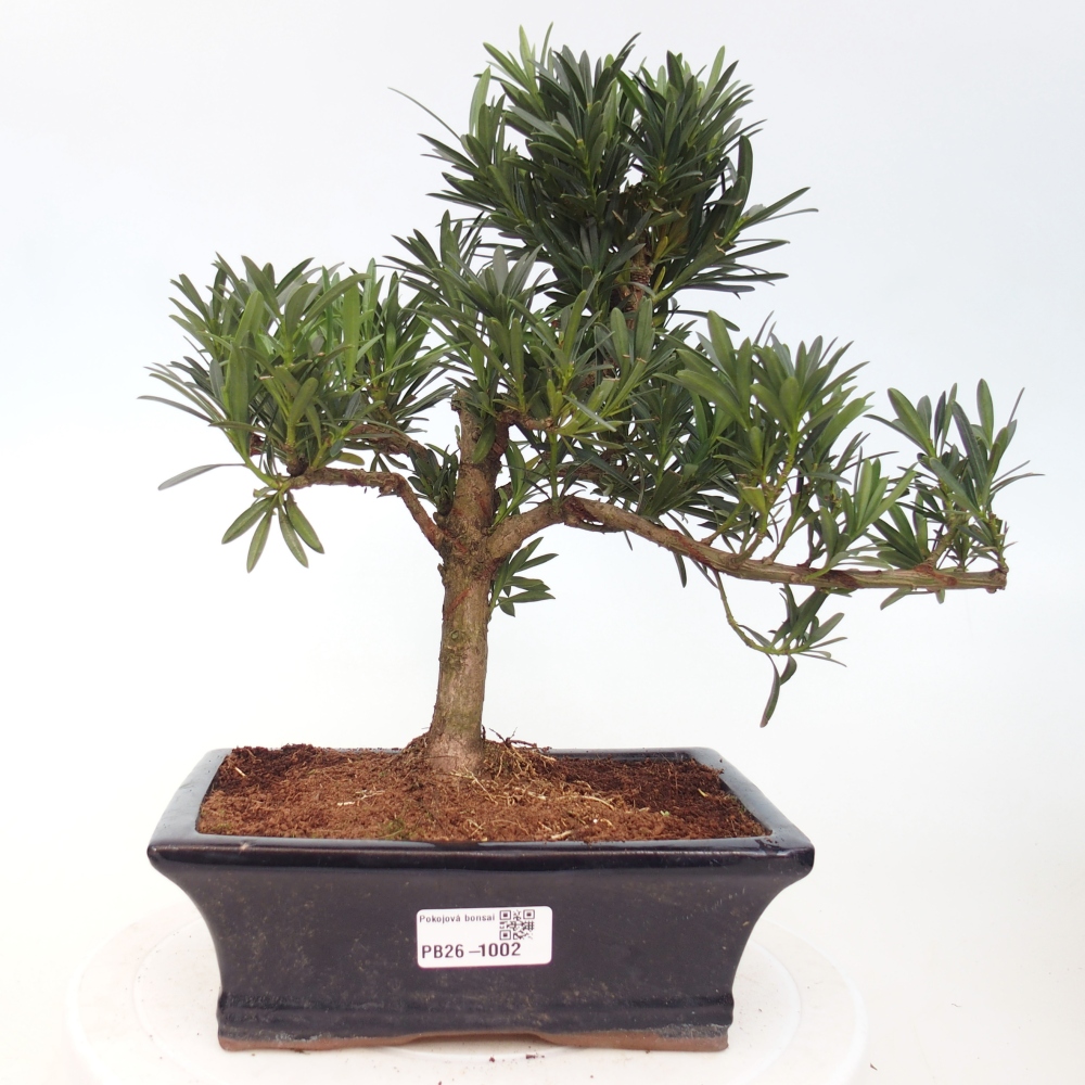Camera bonsai - Podocarpus - Tasso delle pietre