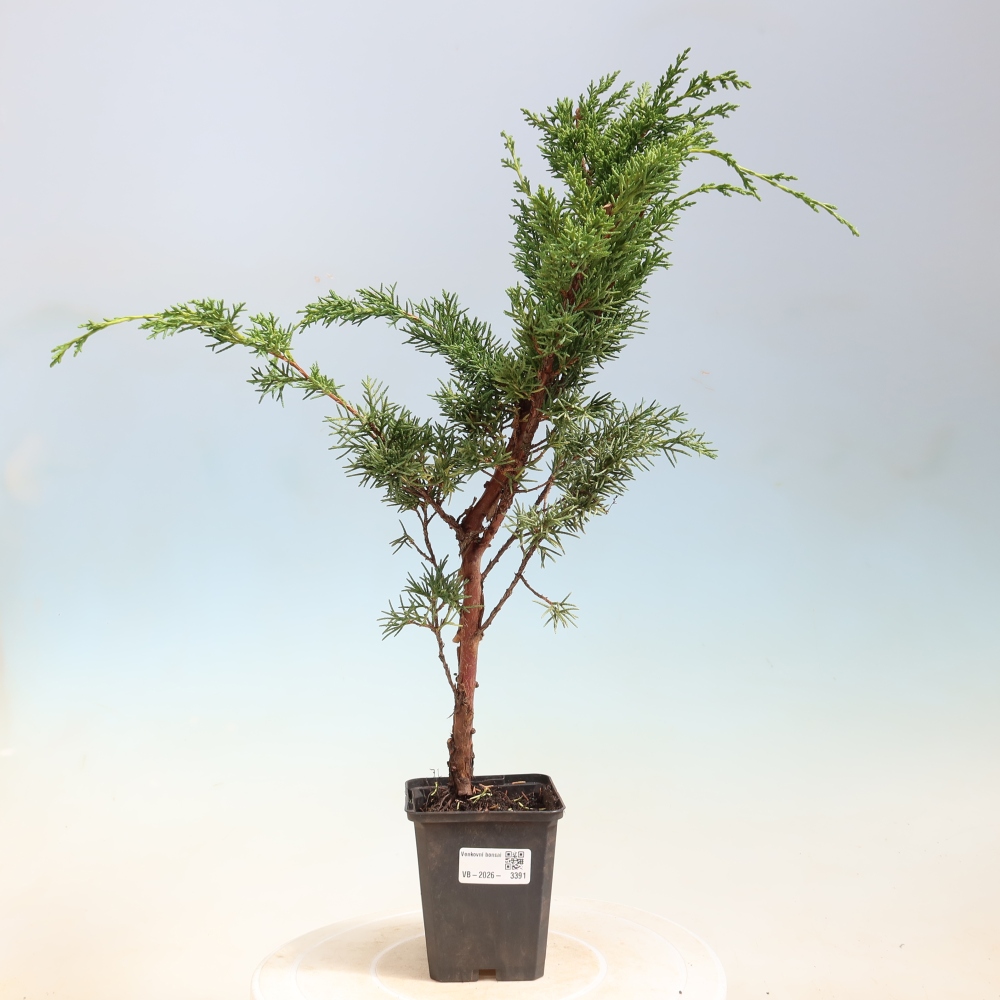 Bonsai da esterno - Juniperus chinensis Kishu