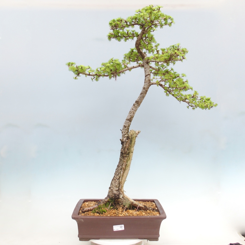 Bonsai da esterno -Larix decidua - Larice - Solo trasporto su pallet