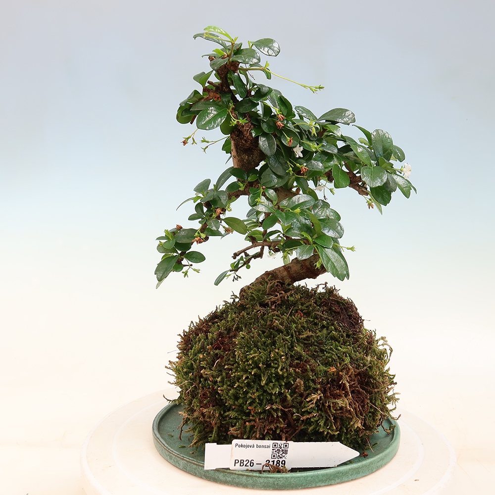 Kokedama con sottovaso - Čaj-fuki - Carmona macrophylla