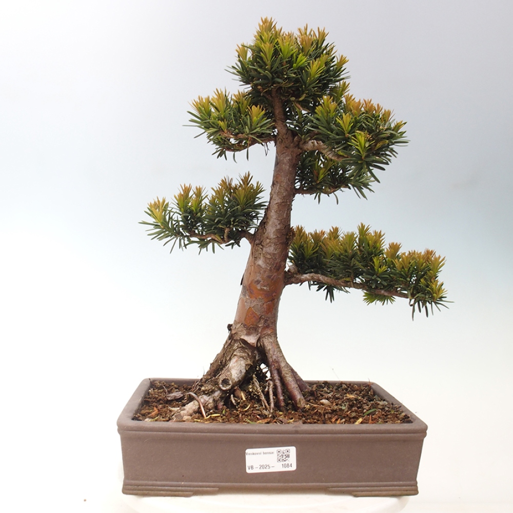Bonsai da esterno - Taxus cuspidata - Tasso giapponese