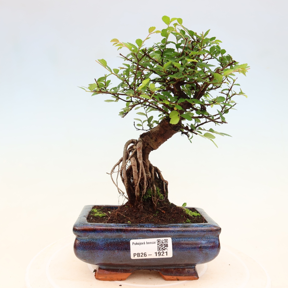 Camera bonsai - Ulmus parvifolia - Olmo a foglie piccole