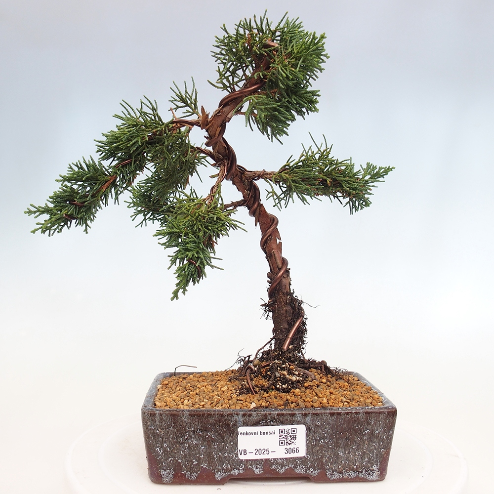 Bonsai da esterno - Juniperus chinensis Kishu