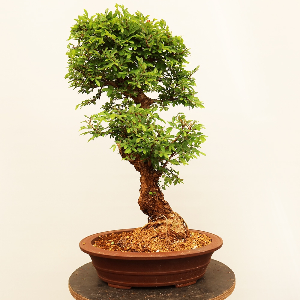 Bonsai da esterno - Zelkova - Zelkova NIRE
