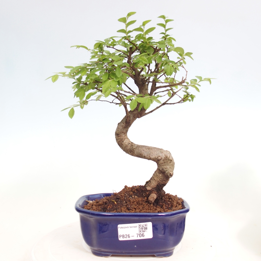 Camera bonsai - Ulmus parvifolia - Olmo a foglie piccole