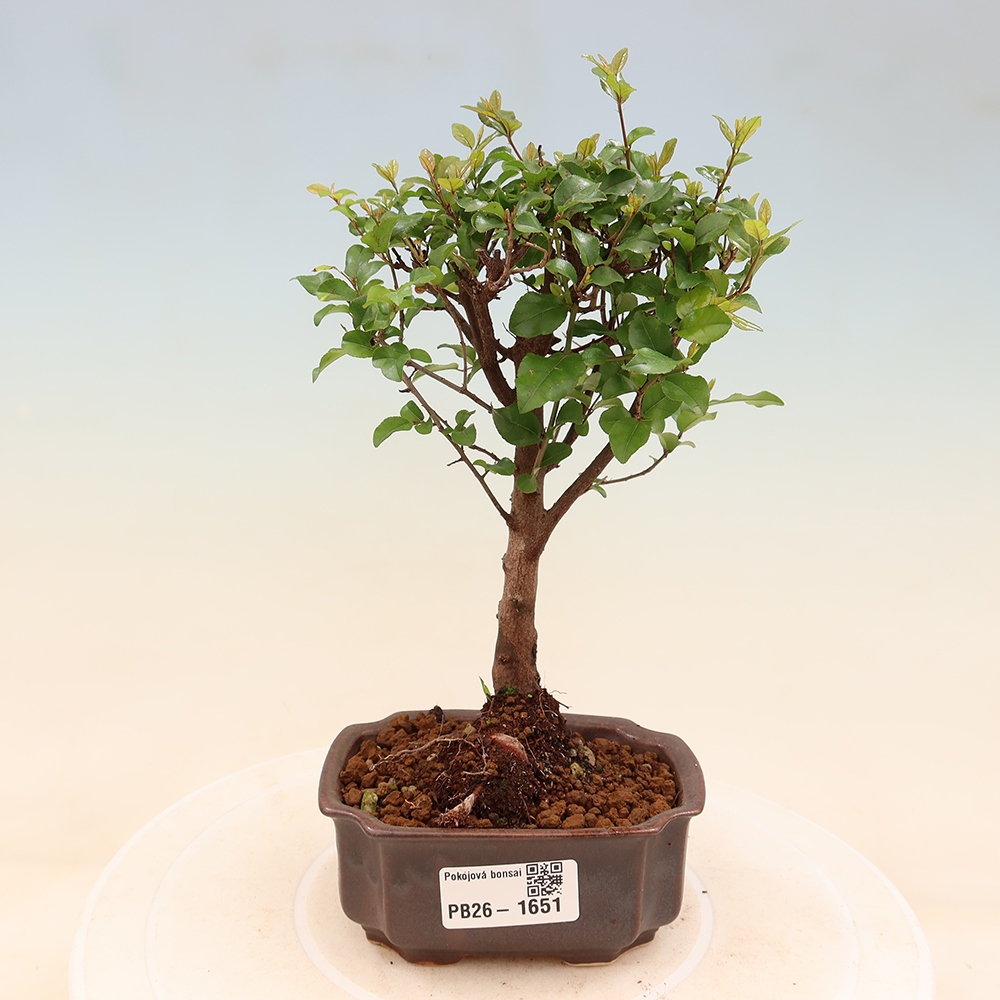 Camera bonsai - Sageretia thea - Sageretia thea