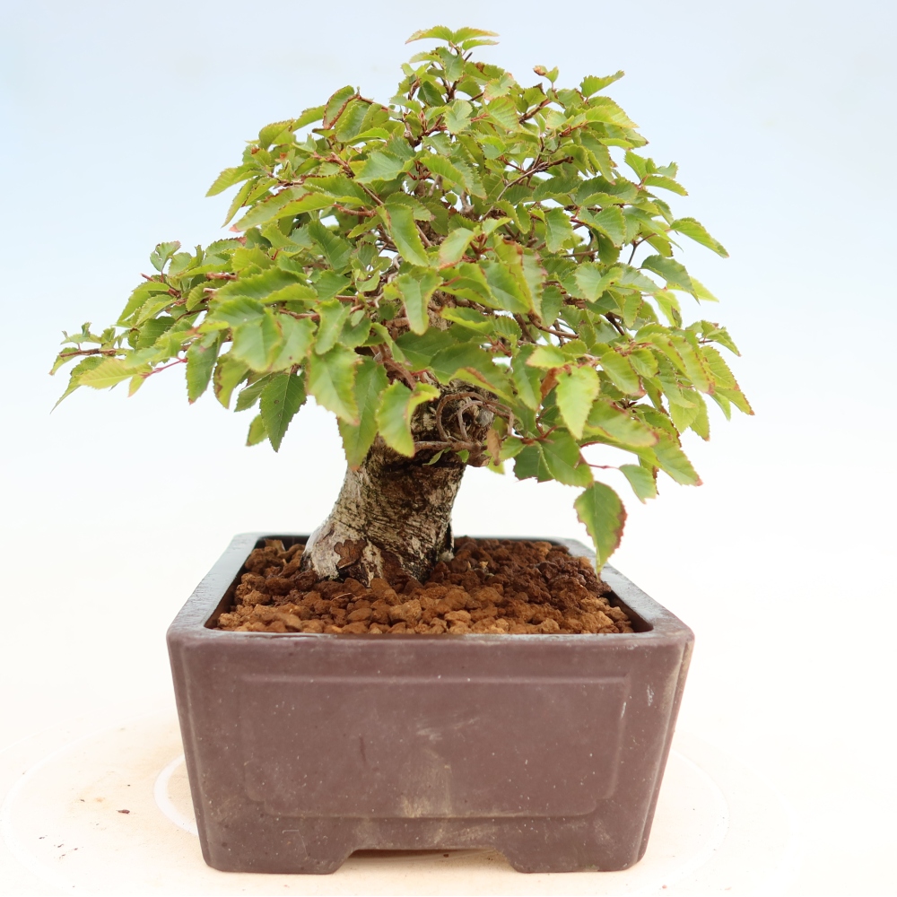 Bonsai da esterno -Carpinus Coreana - Carpino coreano