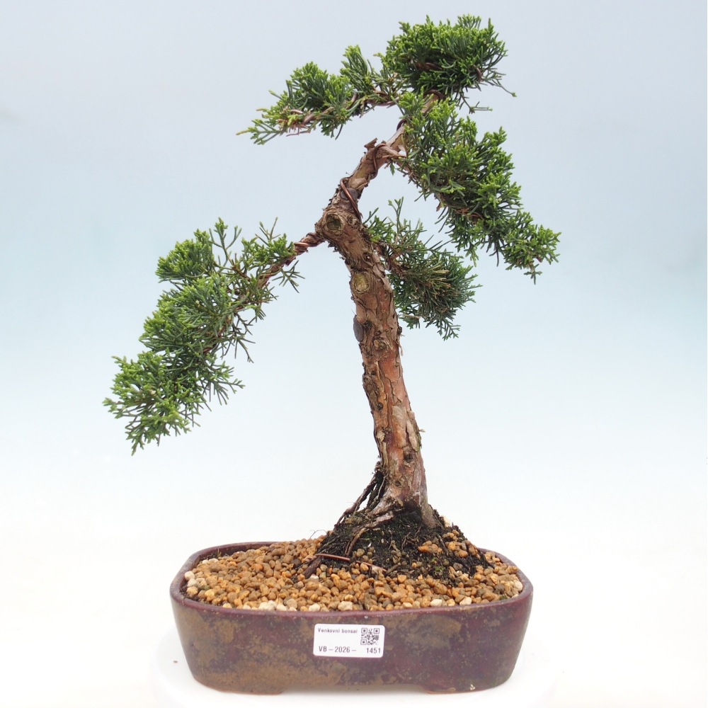 Bonsai da esterno - Juniperus chinensis Kishu