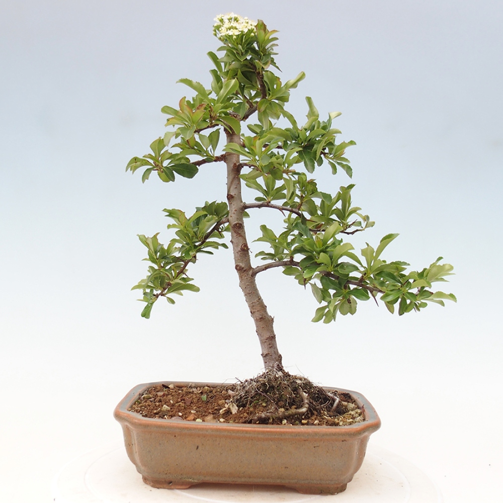 Bonsai da esterno-Pyracantha Teton -Hlox