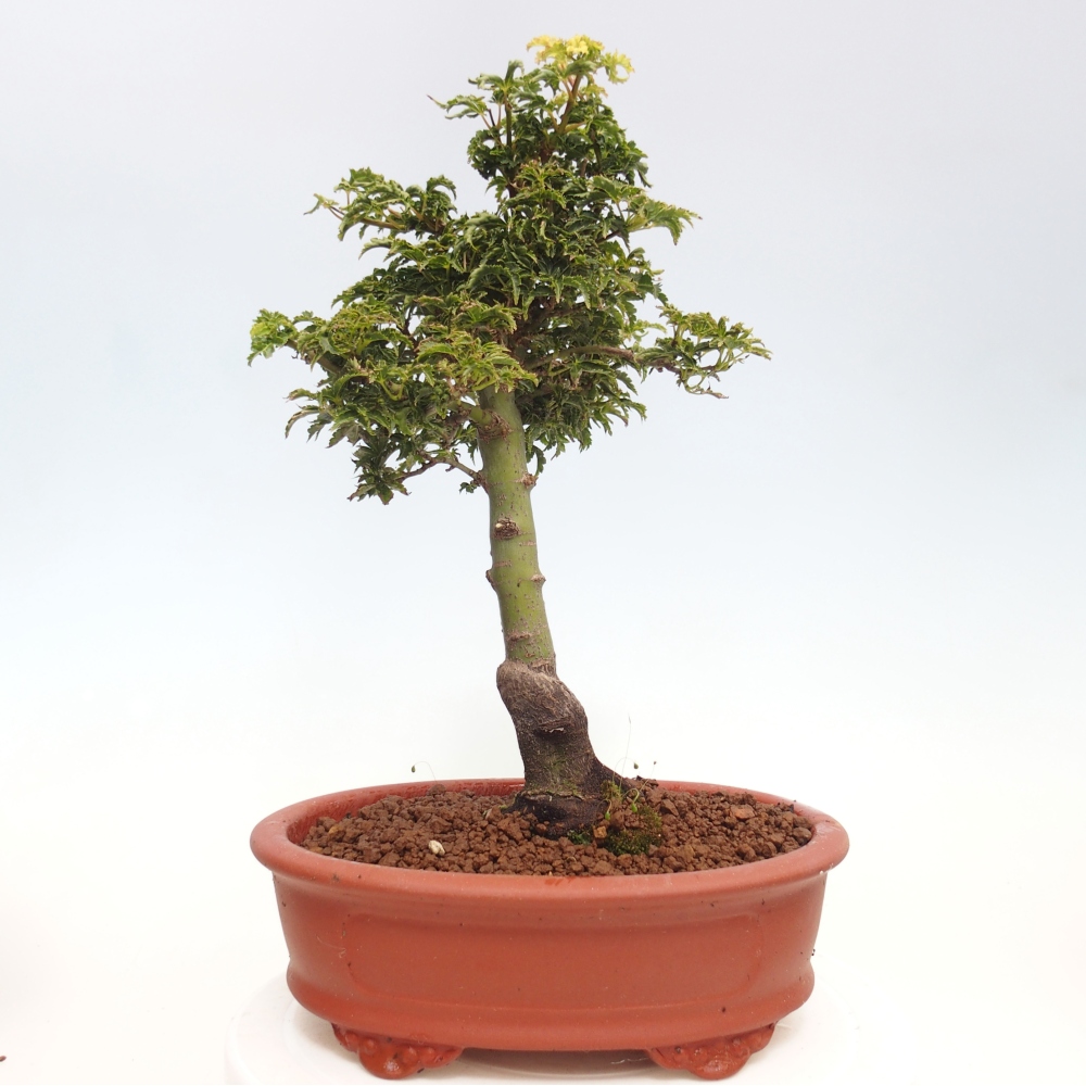 Bonsai da esterno -Palma di Giava Acer palmatum Shishigashira