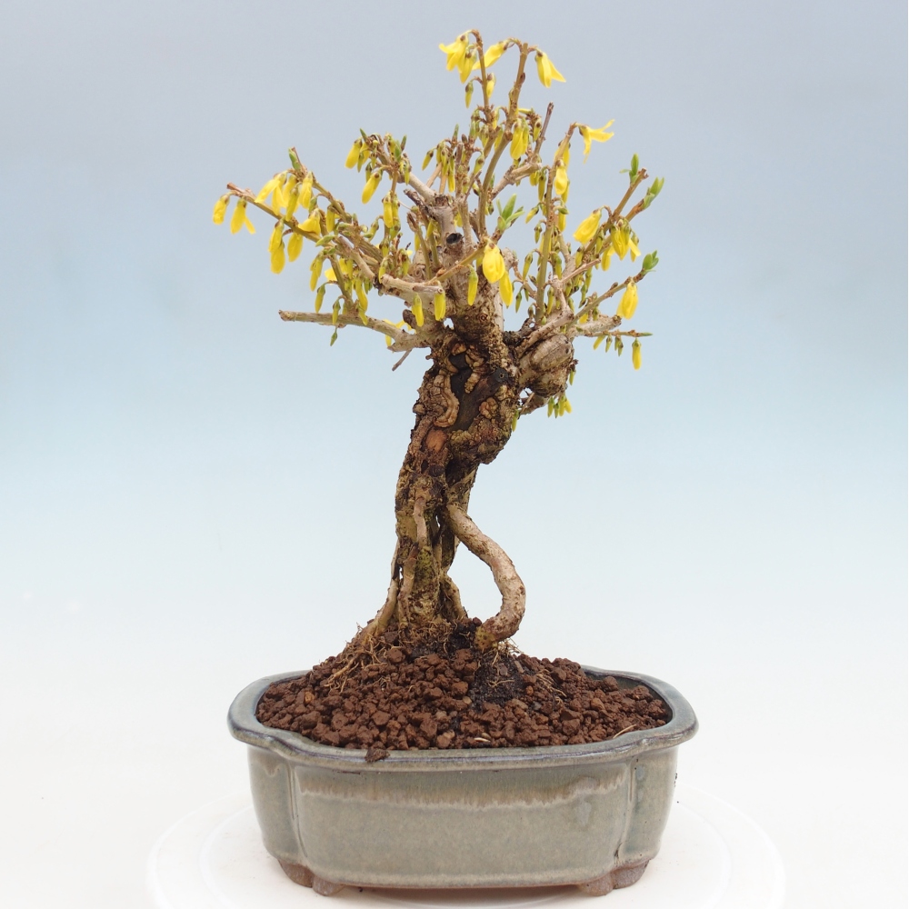 Bonsai da esterno - Zlatice - Forsythia koreana