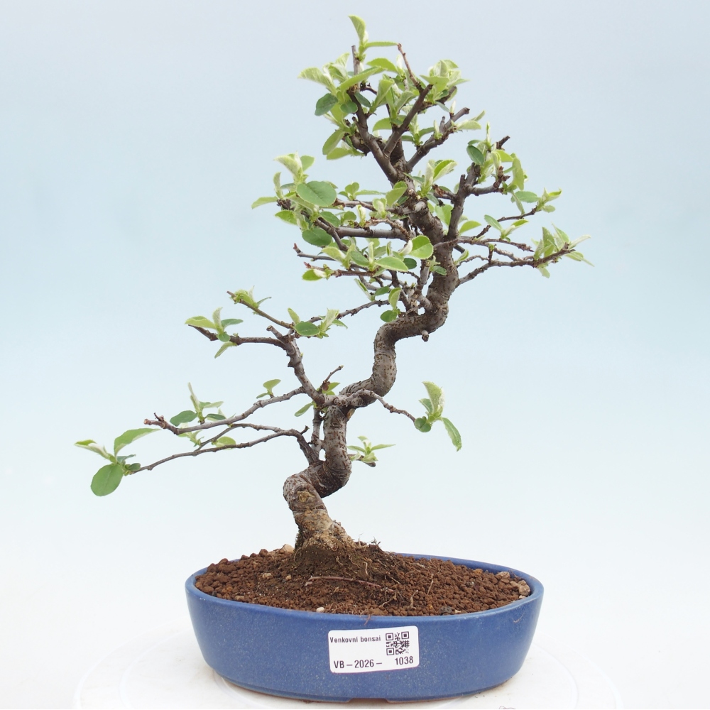 Bonsai da esterno - Chaneomeles chinensis