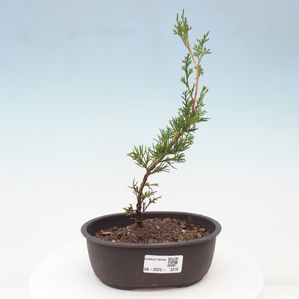 Bonsai da esterno - Juniperus chinensis Itoigawa