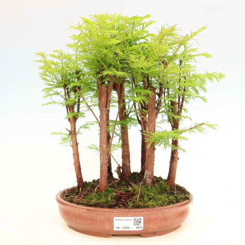 Bonsai da esterno - Metasequoia glyptostroboides - Metasequoia cinese - boschetto