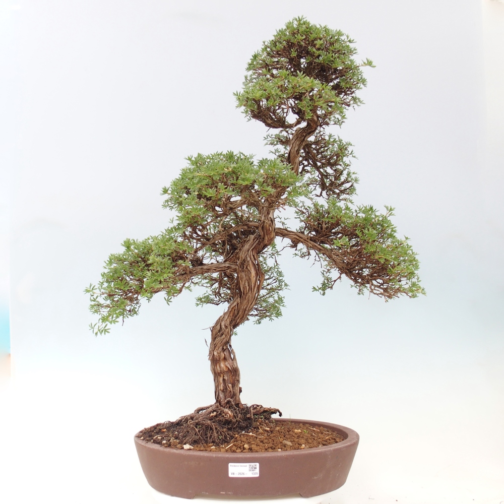 Bonsai da esterno - Potentila fruticosa
