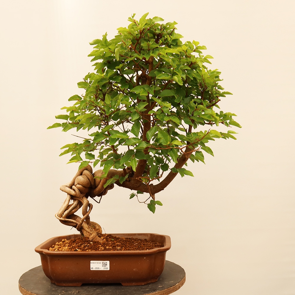 Bonsai da esterno -Carpinus Coreana - Carpino coreano