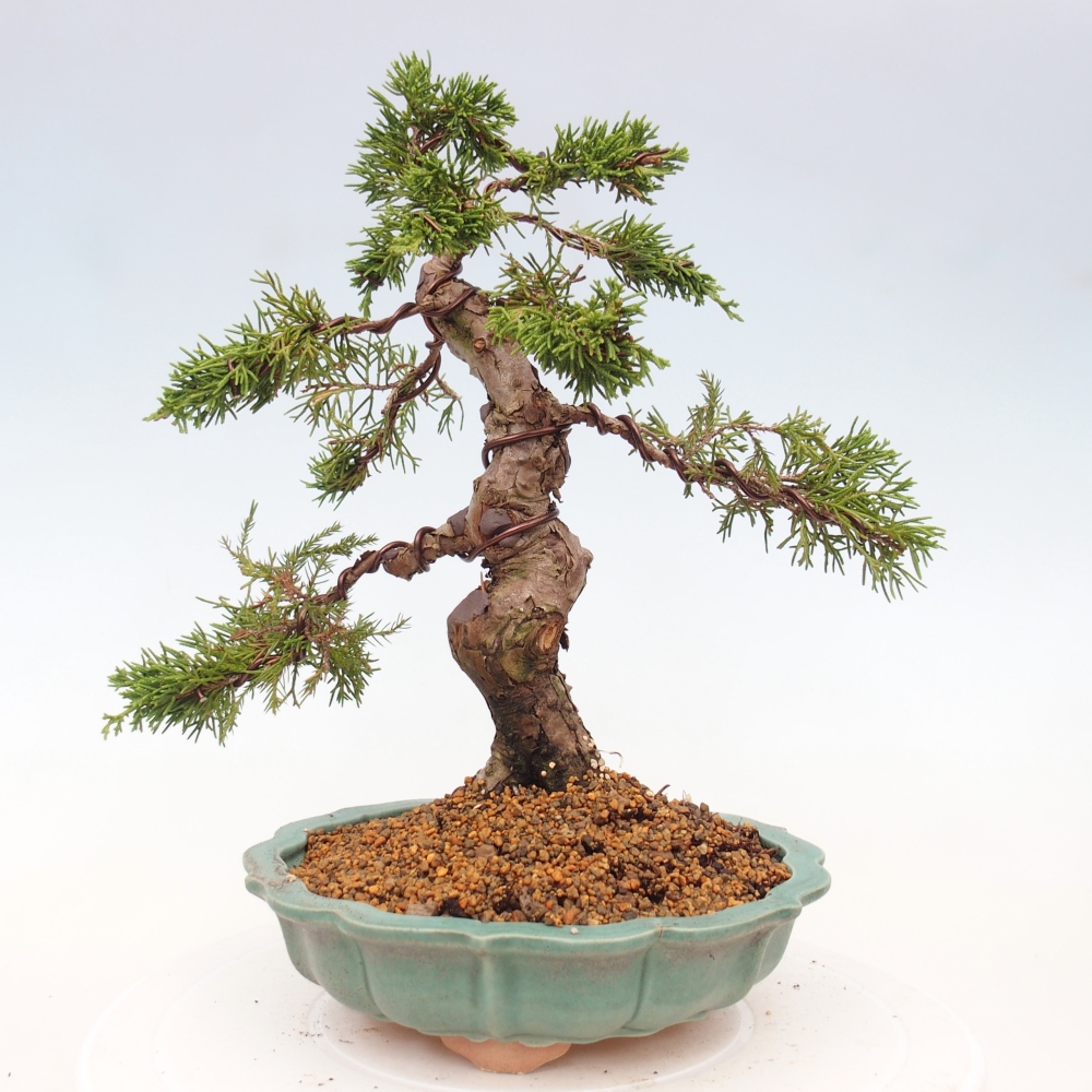 Bonsai da esterno - Juniperus chinensis Itoigawa