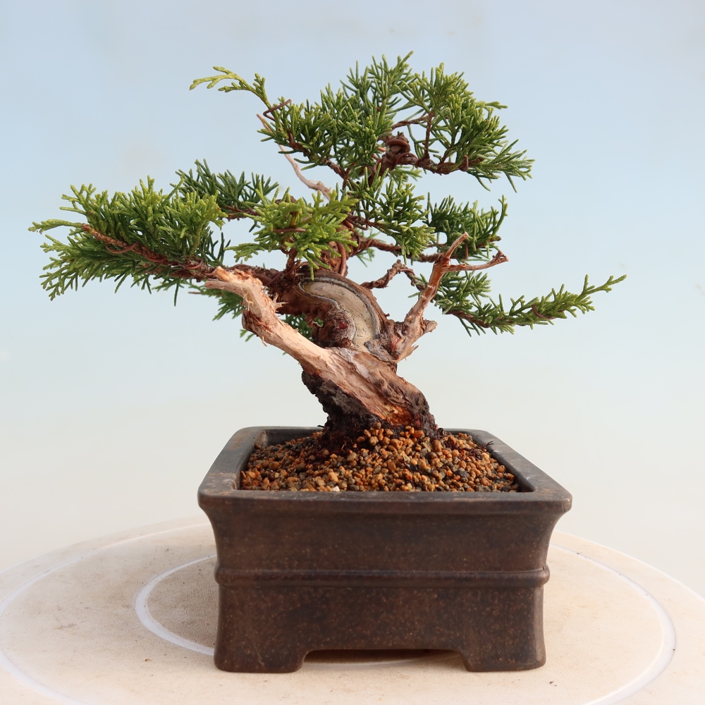 Bonsai da esterno - Juniperus chinensis Itoigawa