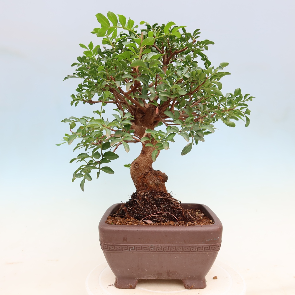Bonsai da interno - Pistacia lentiscus - Pistacchio