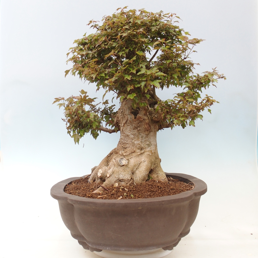 Bonsai da esterno - Acer Buergerianum - Acero di Burger