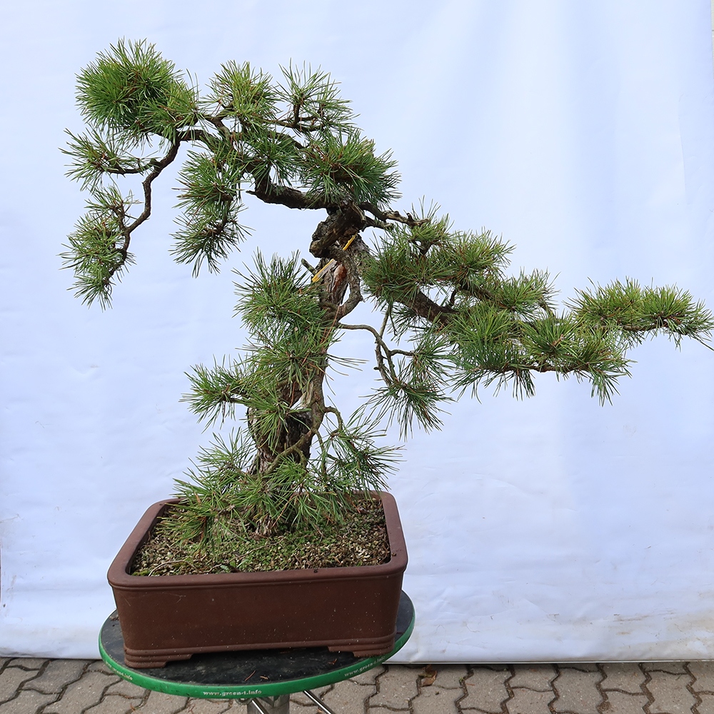 Pinus sylvestris Spagna - pino silvestre