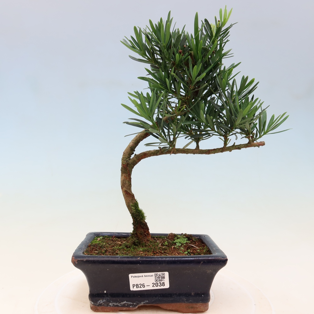 Camera bonsai - Podocarpus - Tasso delle pietre