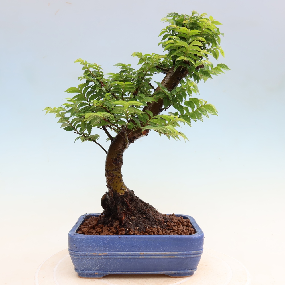 Bonsai da esterno - Ulmus Jacqueline Hillier - Olmo magnifico
