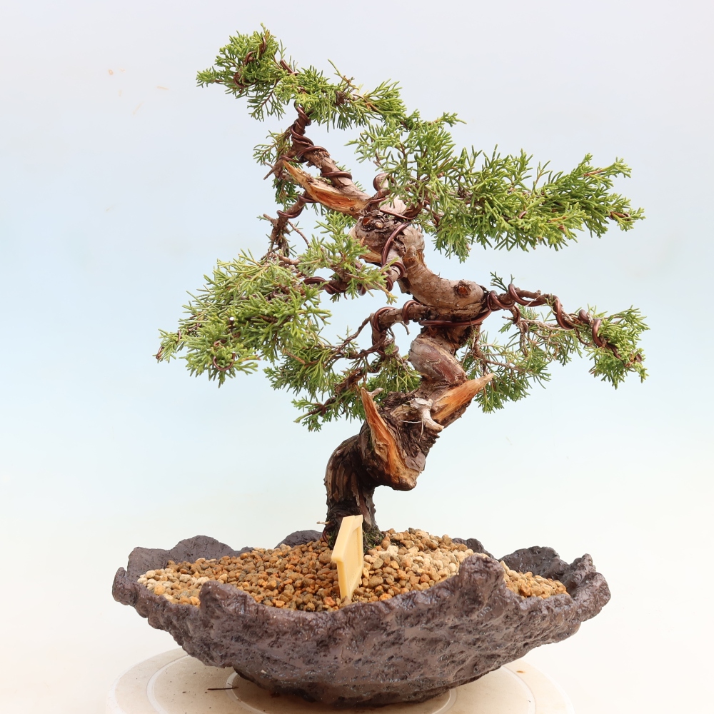 Bonsai da esterno - Juniperus chinensis Itoigawa-Juniperus chinensis