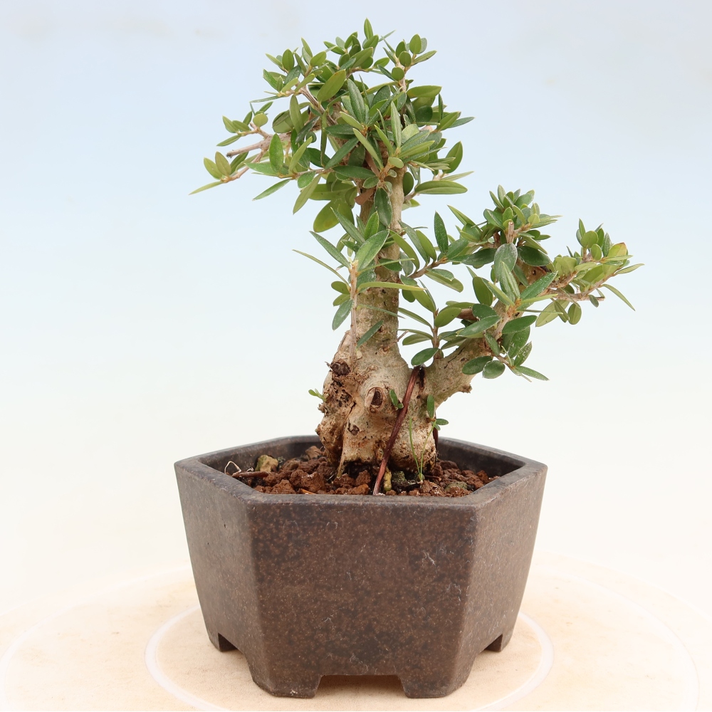 Bonsai da interno - Olea europaea sylvestris
