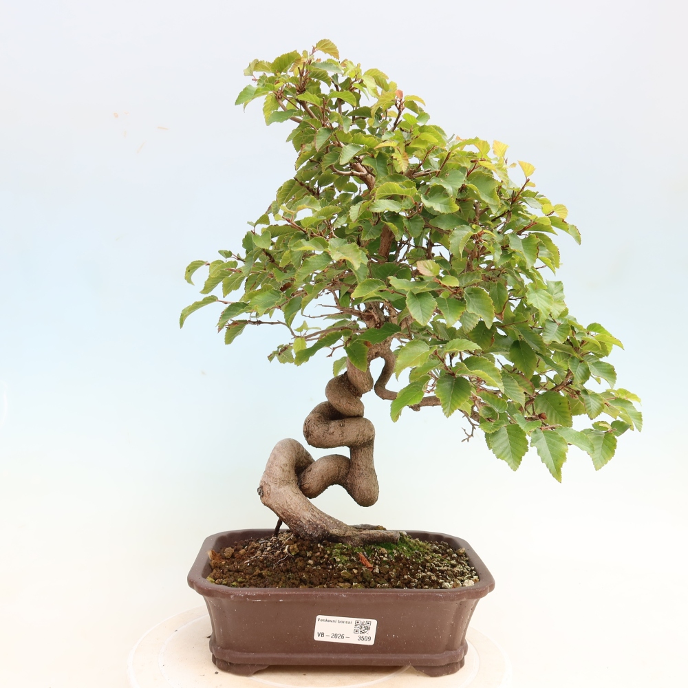 Bonsai da esterno -Carpinus CARPINOIDES - Carpino coreano