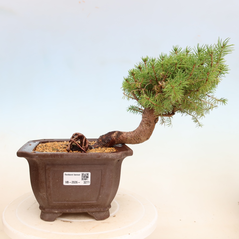 Bonsai da esterno - Abete rosso - Picea glauca globo