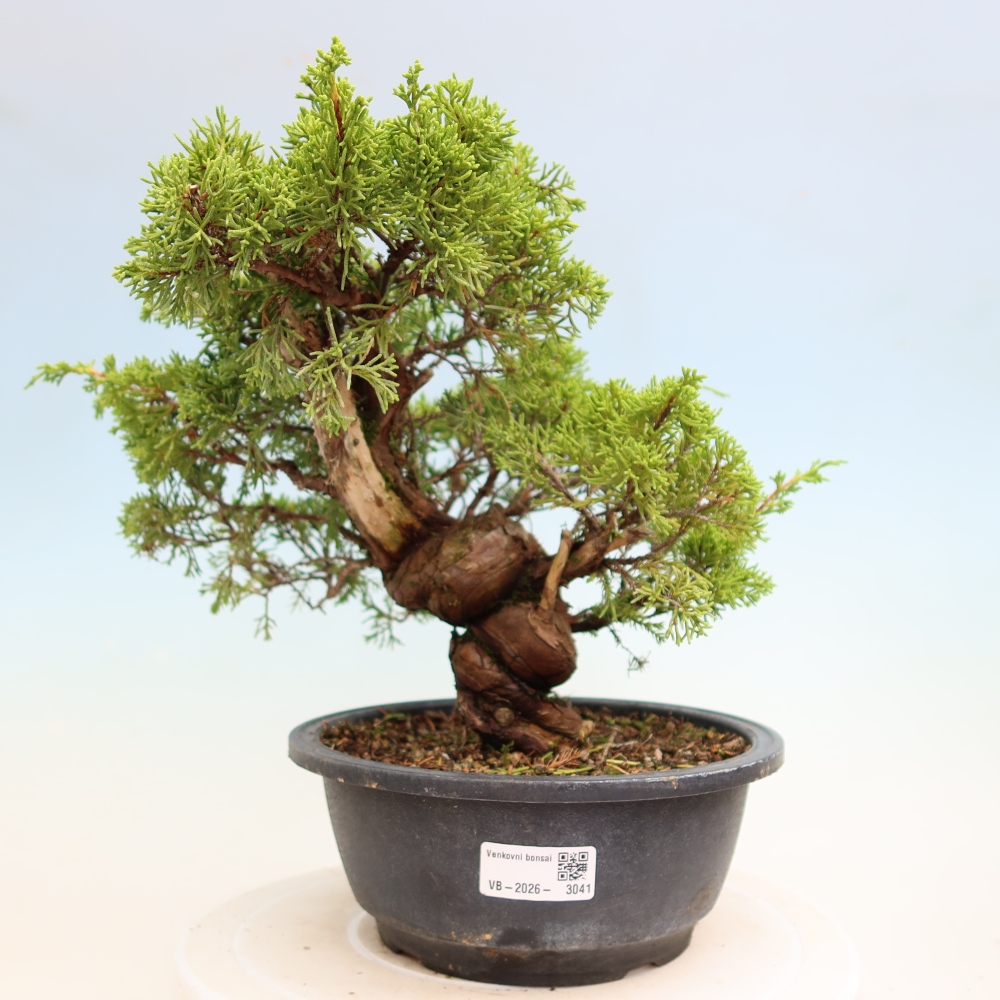 Bonsai da esterno - Juniperus chinensis Itoigawa-Juniperus chinensis