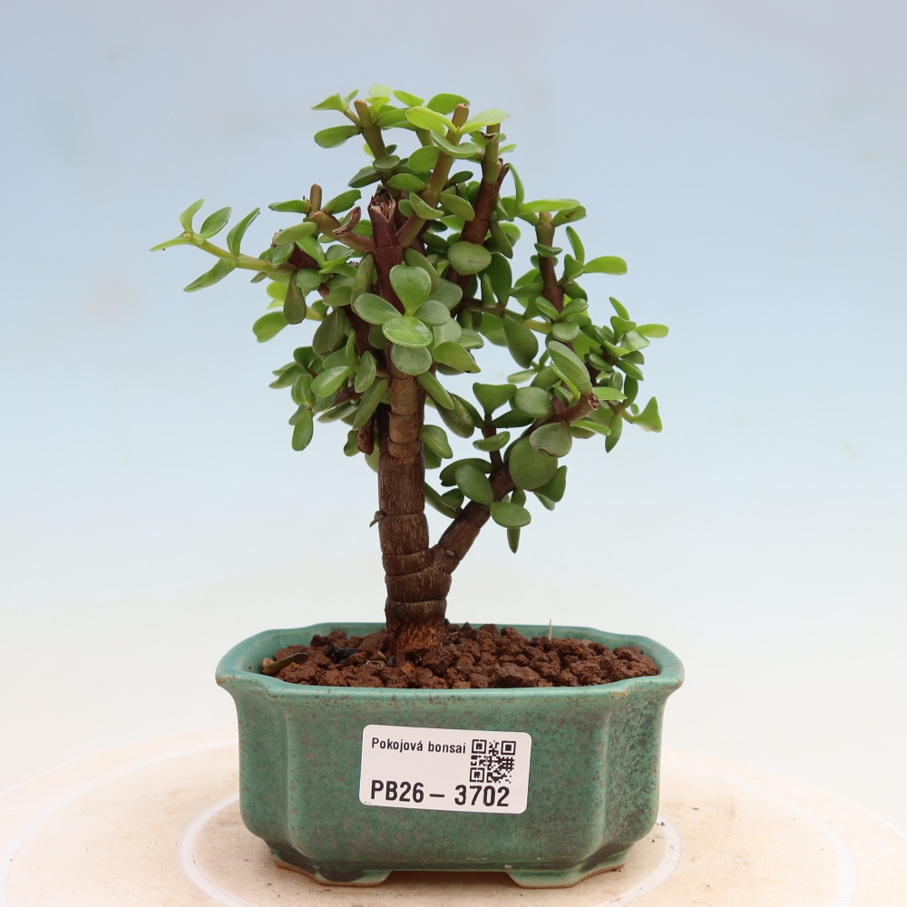 Camera bonsai - Portulakaria Afra - Tlustice