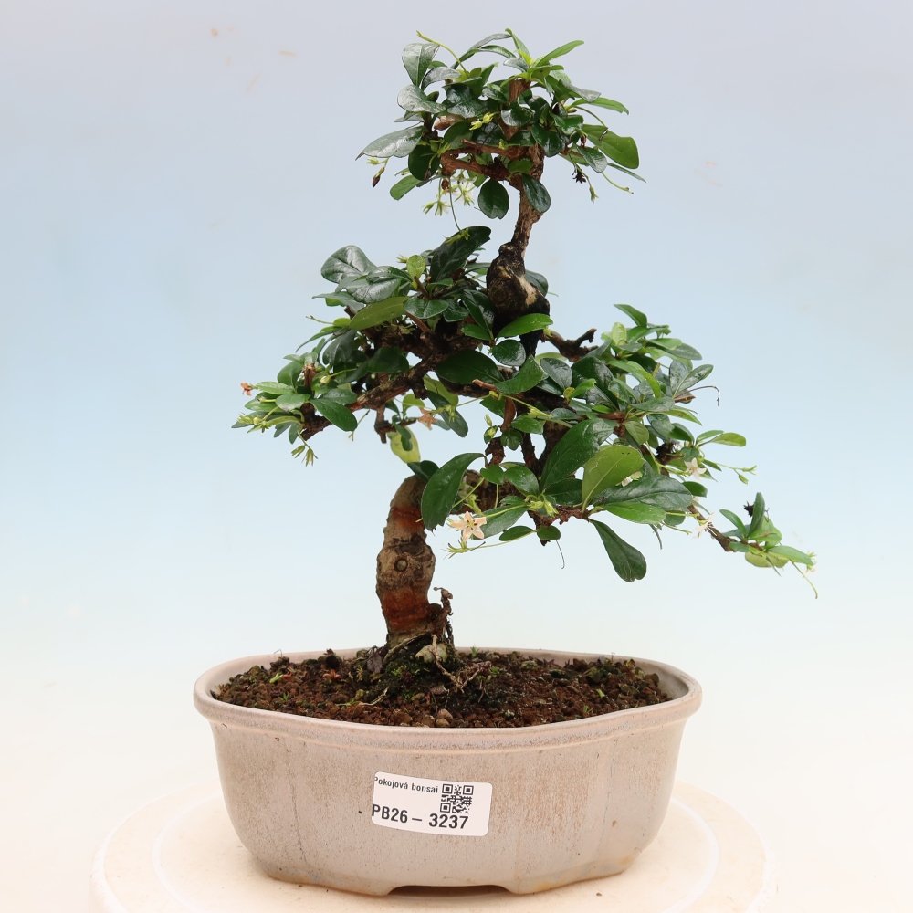 Camera bonsai - Carmona macrophylla - Tea fuki