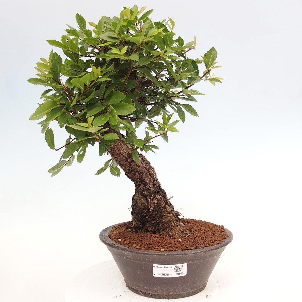 Bonsai da esterno - Zelkova - Zelkova NIRE