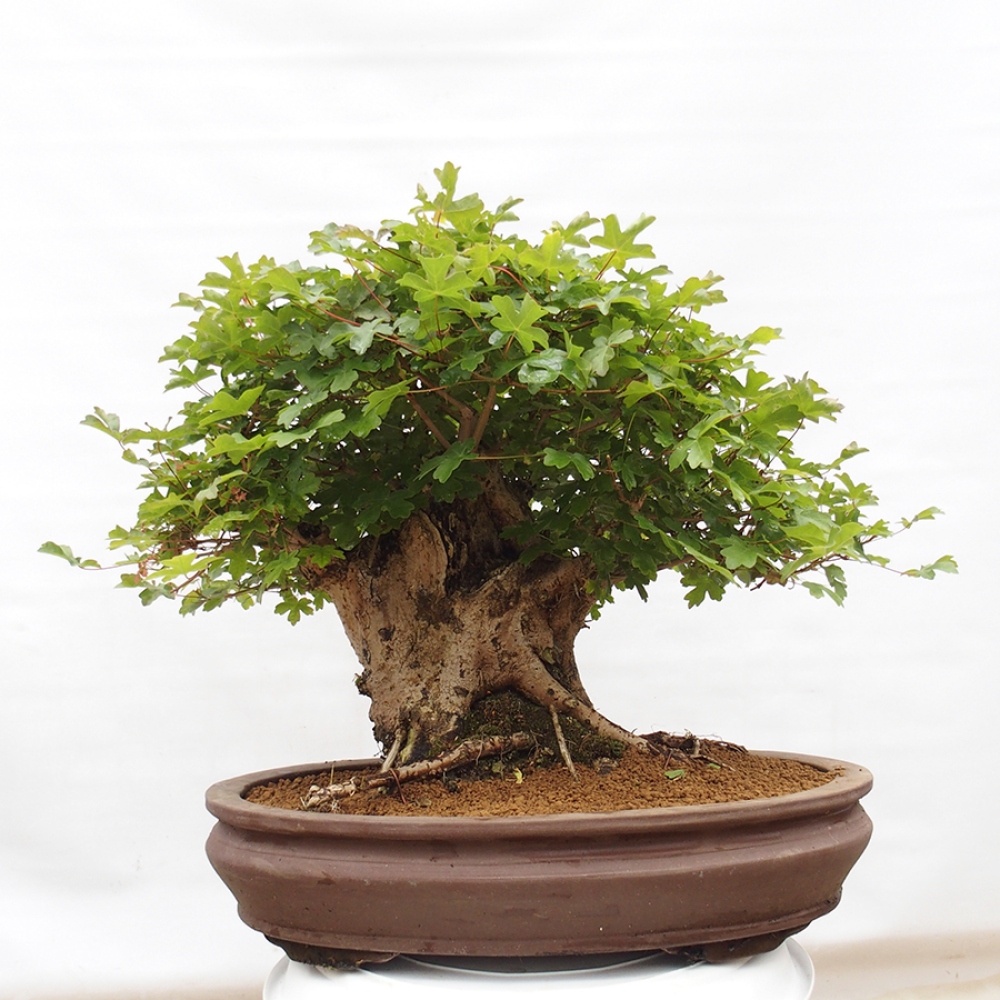 Bonsai da esterno - Acer Campestre - Acero babyka
