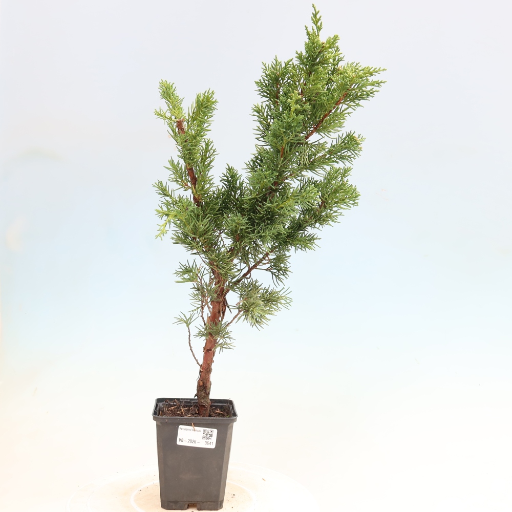 Bonsai da esterno - Juniperus chinensis Kishu