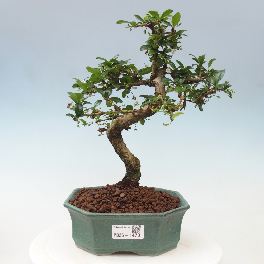 Camera bonsai - Carmona macrophylla - Tea fuki