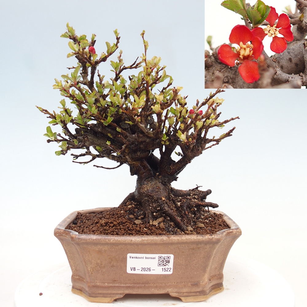 Bonsai da esterno - Chaneomeles speciosa - Cotogno