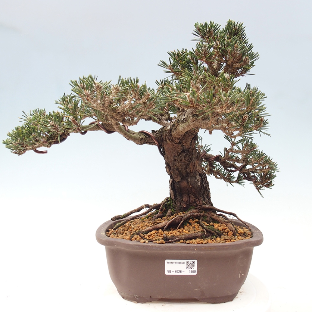 Bonsai da esterno - Pinus thunbergii Kotobuki - Pino di Thunberg