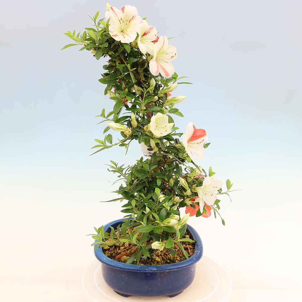 Bonsai da esterno - Azalea giapponese - Azalea Asahi-no-izumi