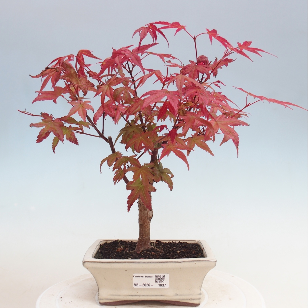 Bonsai da esterno - Acer palmatum DESHOJO