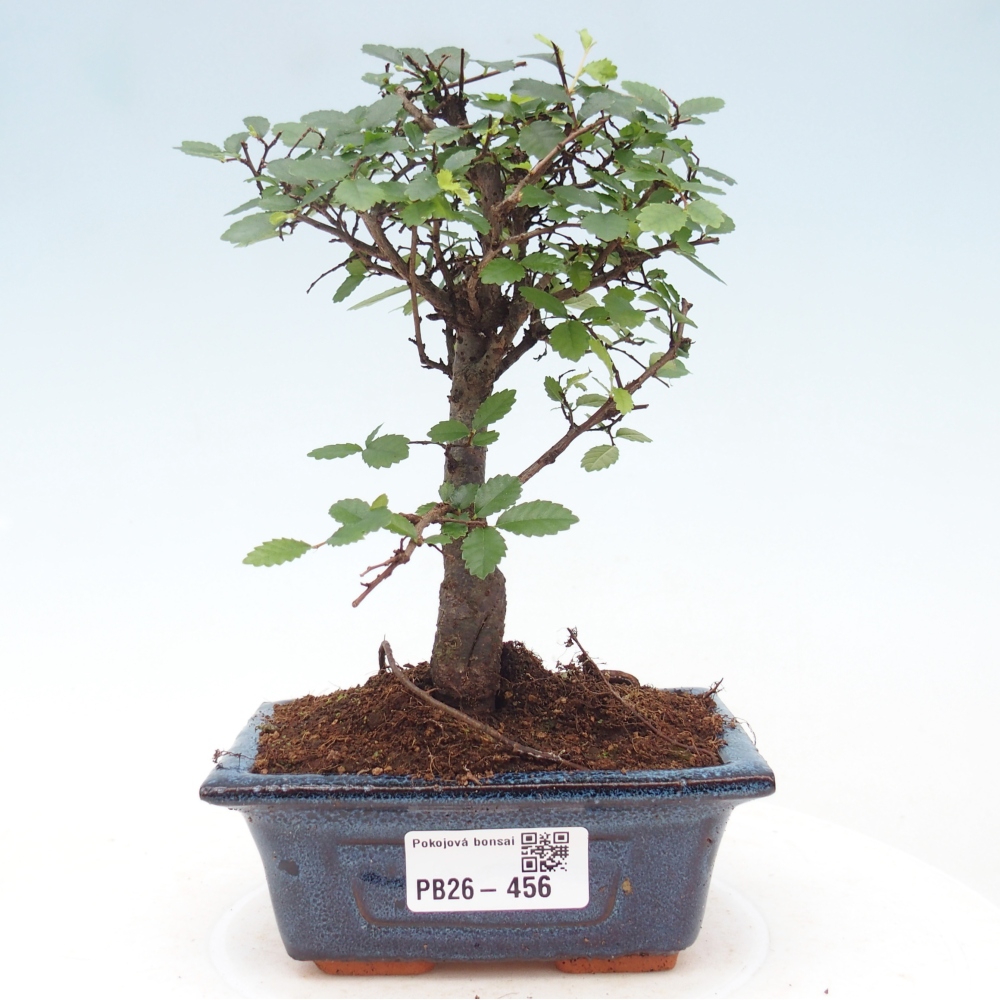 Camera bonsai - Ulmus parvifolia - Olmo a foglie piccole