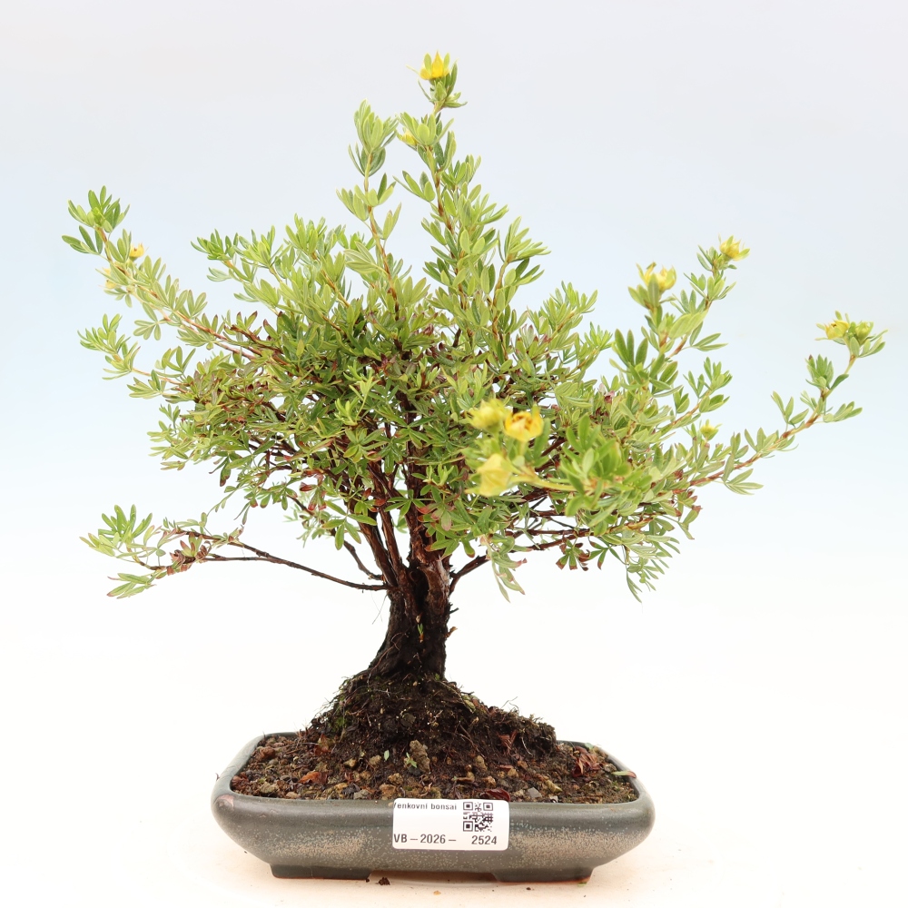 Bonsai da esterno - Potentila fruticosa