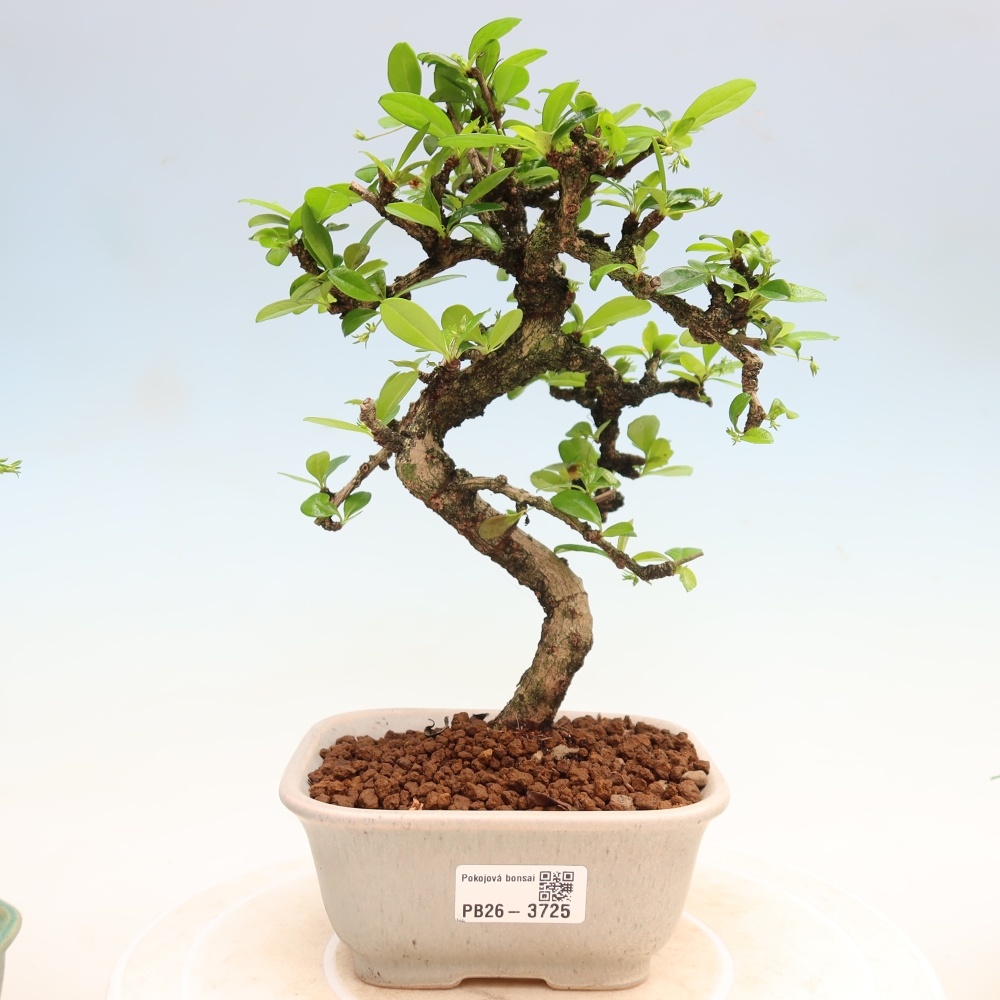 Camera bonsai - Carmona macrophylla - Tea fuki