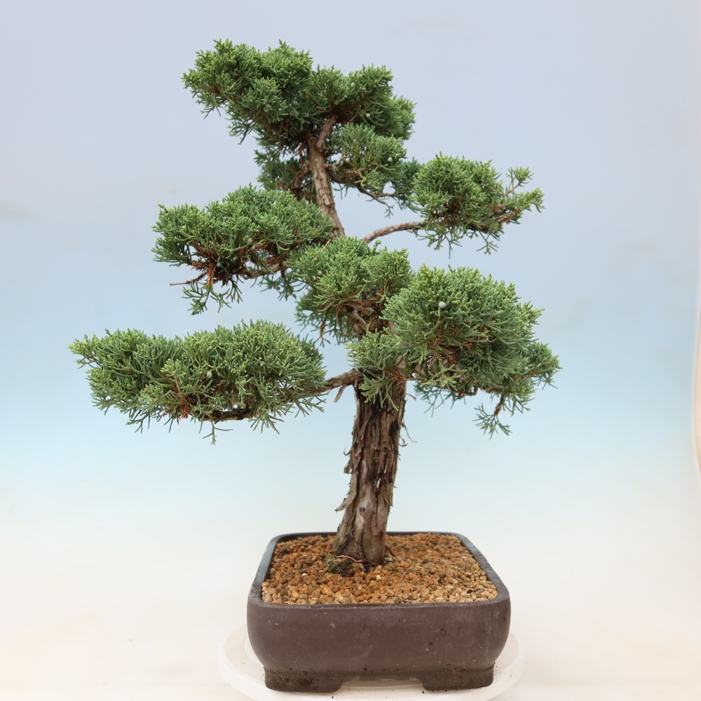 Bonsai da esterno - Juniperus chinensis Kishu