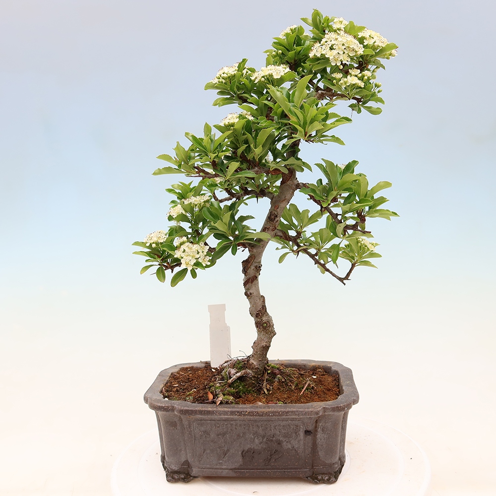 Bonsai da esterno - Pyracantha teton - Pyracantha scarlatta