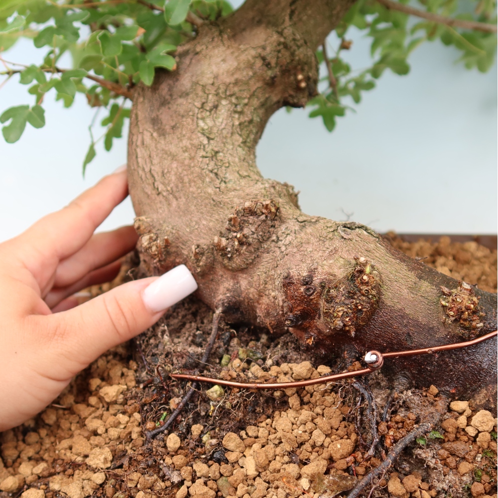 Bonsai da esterno -Javor babyka - Acer campestre