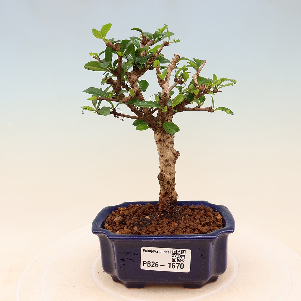 Camera bonsai - Carmona macrophylla - Tea fuki