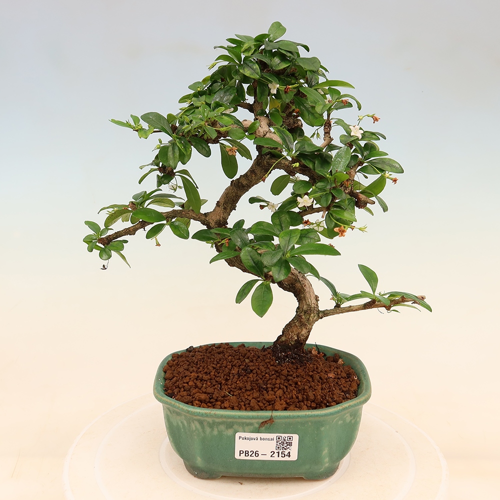 Camera bonsai - Carmona macrophylla - Tea fuki